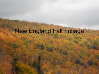 New England Fall Foliage 