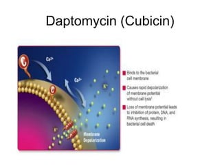 Daptomycin (Cubicin)
 