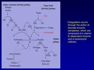      Coagulation occurs through the action of discrete enzyme complexes, which are composed of a vitamin K–dependent enzyme and a nonenzyme cofactor. 