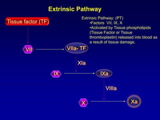 Activated on surface of exposed endothelium.