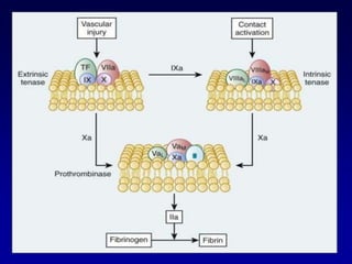Complexes form on platelet phospholipids.Contact (Eg: with glass)XIIXIIaXIaXIIXaIXVIIIaPLCa++XXa