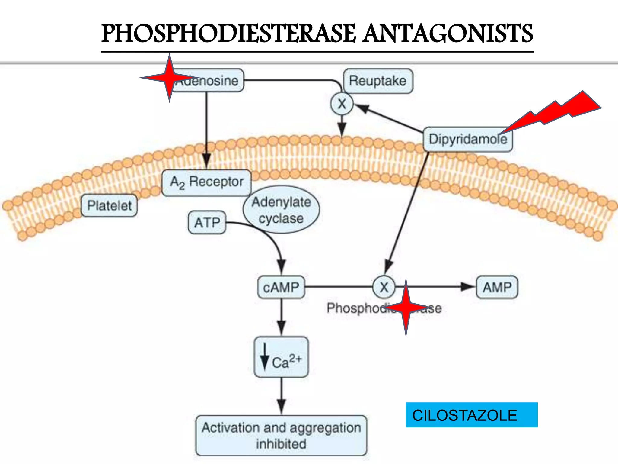 PHOSPHODIESTERASE ANTAGONISTS
CILOSTAZOLE
 