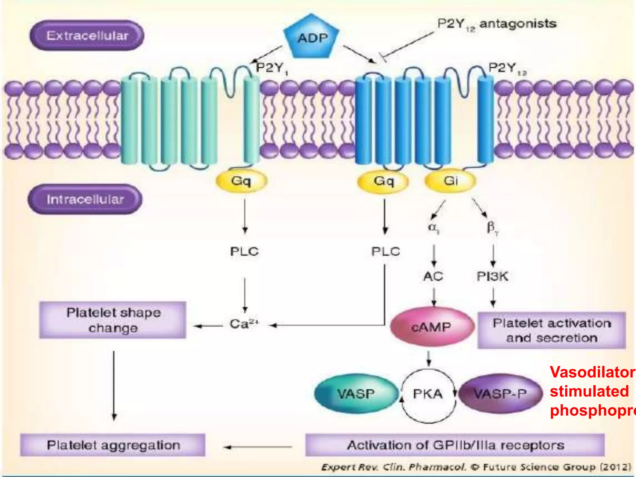 Vasodilator
stimulated
phosphopro
 