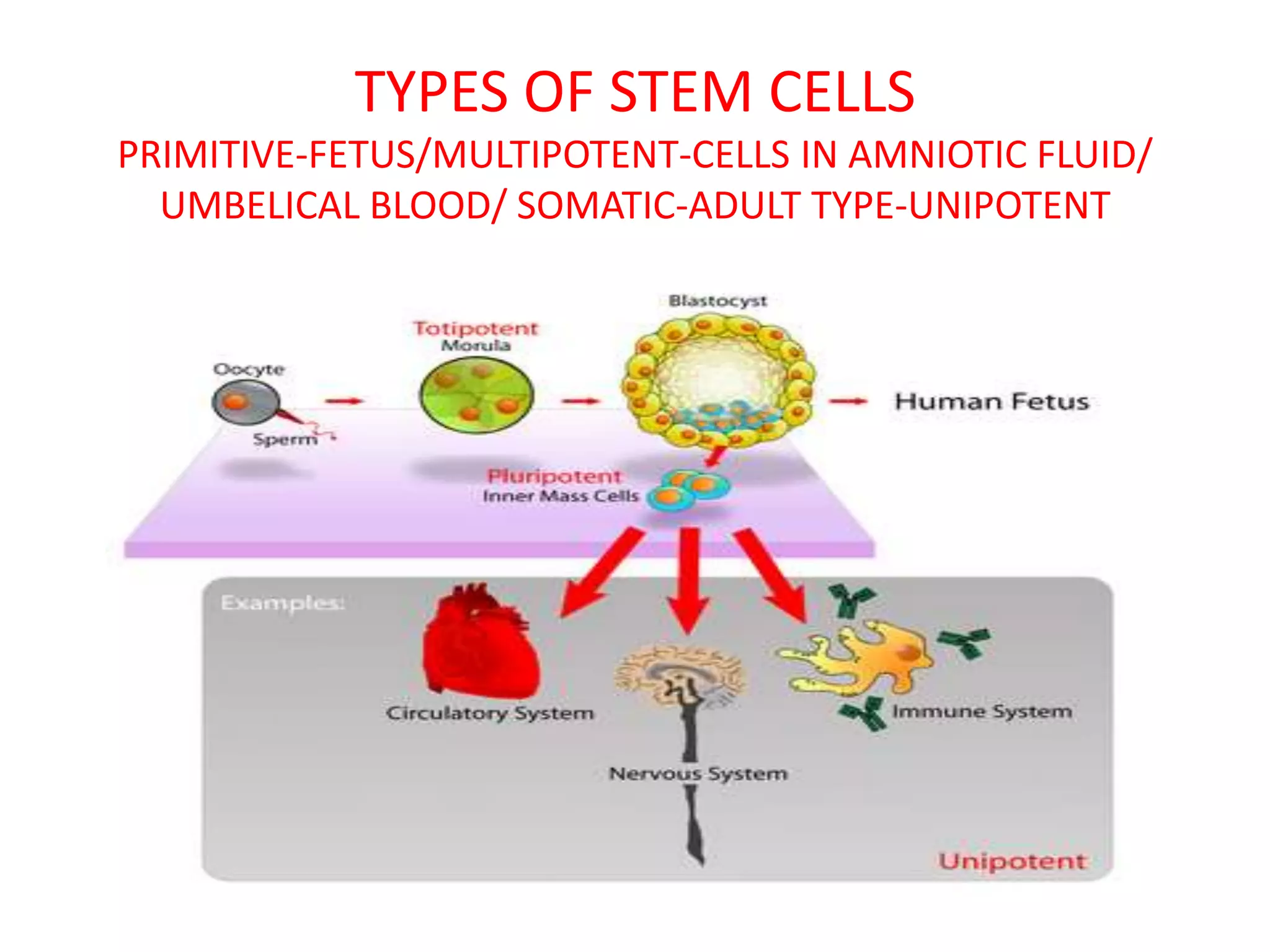 TYPES OF STEM CELLS
PRIMITIVE-FETUS/MULTIPOTENT-CELLS IN AMNIOTIC FLUID/
UMBELICAL BLOOD/ SOMATIC-ADULT TYPE-UNIPOTENT
 