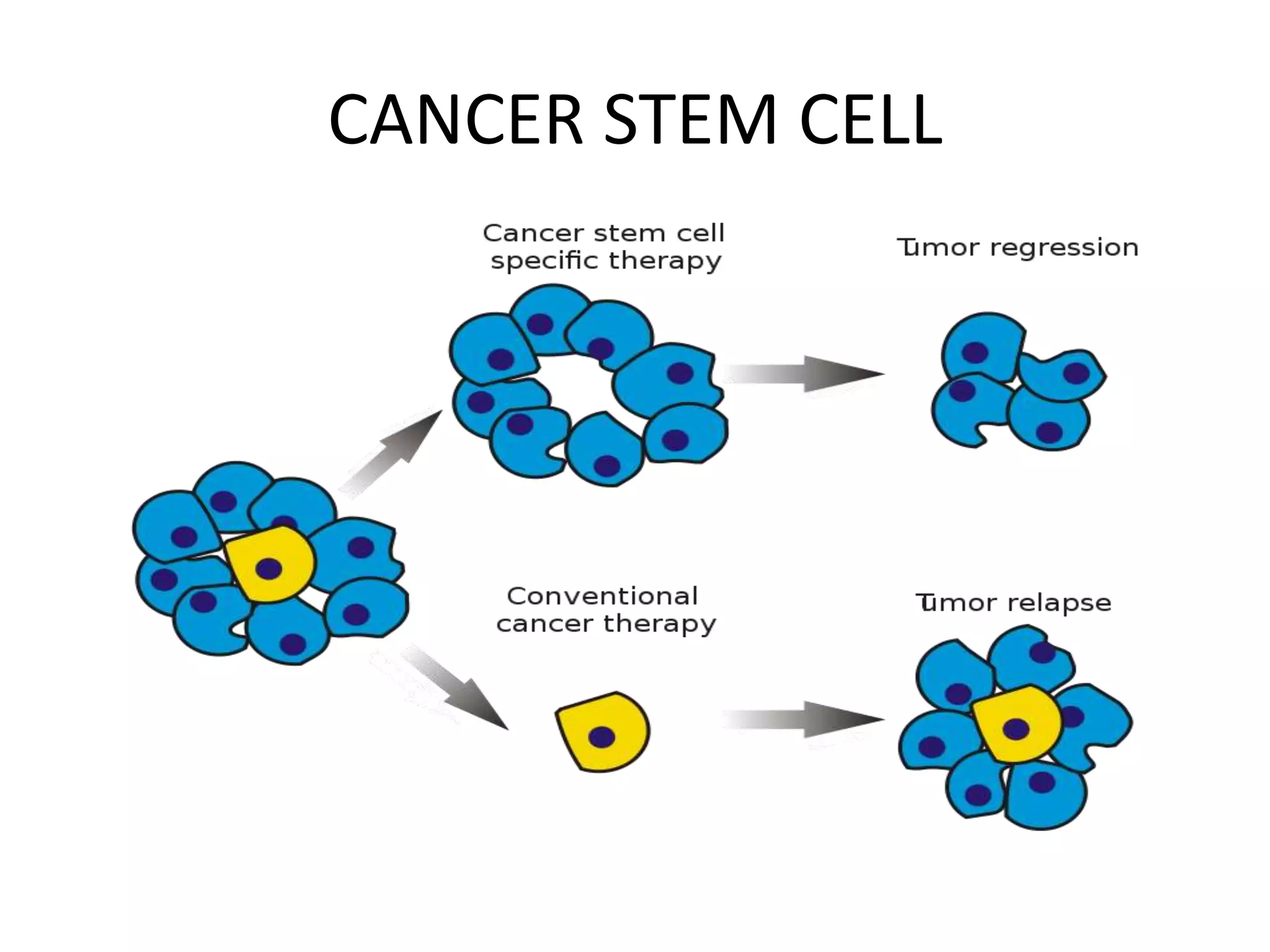 CANCER STEM CELL
 