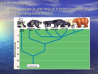 • Life evolvesLife evolves
– Each species is one twig of a branching tree ofEach species is one twig of a branching tree of
life extending back in timelife extending back in time
Figure 1.11
Giant
panda
Spectacled
bear
Sloth
bear
Sun
bear
American
black bear
Asiatic
black bear
Polar
bear
Brown bear
Ancestral bear
 