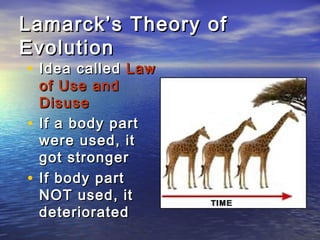 Lamarck’s Theory ofLamarck’s Theory of
EvolutionEvolution
• Idea calledIdea called LawLaw
of Use andof Use and
DisuseDisuse
• If a body partIf a body part
were used, itwere used, it
got strongergot stronger
• If body partIf body part
NOT used, itNOT used, it
deteriorateddeteriorated
 