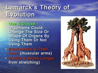 Lamarck’s Theory ofLamarck’s Theory of
EvolutionEvolution
• Use & Disuse -Use & Disuse -
Organisms CouldOrganisms Could
Change The Size OrChange The Size Or
Shape Of Organs ByShape Of Organs By
Using Them Or NotUsing Them Or Not
Using ThemUsing Them
• Blacksmiths & TheirBlacksmiths & Their
SonsSons (muscular arms)(muscular arms)
• Giraffe’s Necks LongerGiraffe’s Necks Longer
from stretching)from stretching)
 