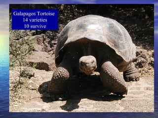 Galapagos Tortoise
14 varieties
10 survive
 