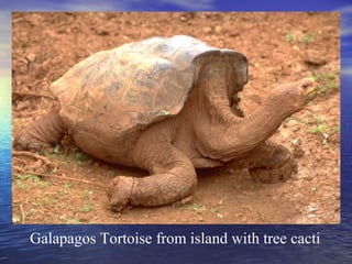 Galapagos Tortoise from island with tree cacti
 