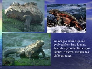 Galapagos marine iguana
evolved from land iguana.
Found only on the Galapagos
islands, different islands host
different races.
 