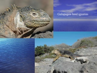 Galapagos land iguanas
 