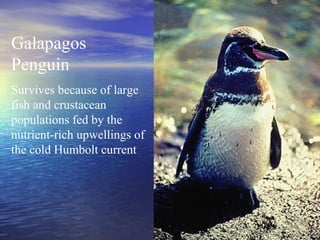 Galapagos
Penguin
Survives because of large
fish and crustacean
populations fed by the
nutrient-rich upwellings of
the cold Humbolt current
 