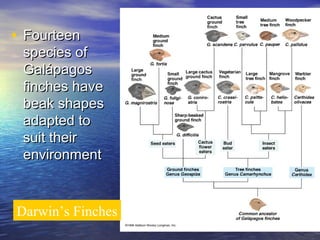 Darwin’s Finches
• FourteenFourteen
species ofspecies of
GalápagosGalápagos
finches havefinches have
beak shapesbeak shapes
adapted toadapted to
suit theirsuit their
environmentenvironment
 