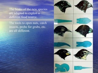The beaks of the new species
are adapted to exploit a
different food source.
The tools to open nuts, catch
insects, probe for grubs, etc.
are all different.
 