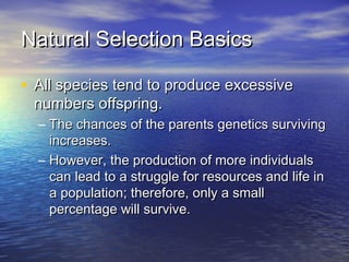 Natural Selection BasicsNatural Selection Basics
• All species tend to produce excessiveAll species tend to produce excessive
numbers offspring.numbers offspring.
– The chances of the parents genetics survivingThe chances of the parents genetics surviving
increases.increases.
– However, the production of more individualsHowever, the production of more individuals
can lead to a struggle for resources and life incan lead to a struggle for resources and life in
a population; therefore, only a smalla population; therefore, only a small
percentage will survive.percentage will survive.
 