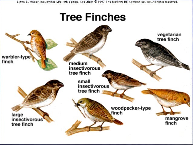 Survival Ofthe Fittest Bird Beaks Natural Selection Survival Ofthe Fittest Bird Beaks Natural Selection