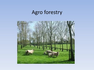 Agro forestry
 