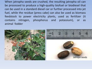When jatropha seeds are crushed, the resulting jatropha oil can
be processed to produce a high-quality biofuel or biodiesel that
can be used in a standard diesel car or further processed into jet
fuel, while the residue (press cake) can also be used as biomass
feedstock to power electricity plants, used as fertilizer (it
contains nitrogen, phosphorus and potassium), or as
animal fodder
Jatropa seeds
 