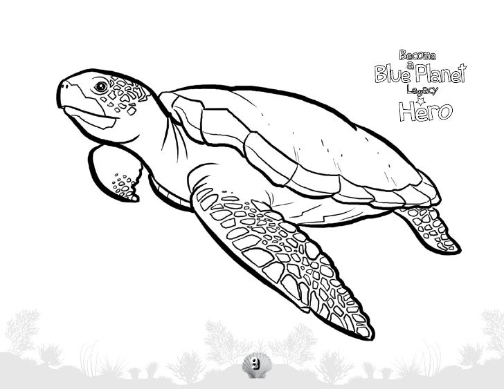 Line Drawing Of Water Animals : Underwater odyssey quot sick injured marine animals tell