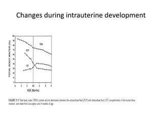 Changes during intrauterine development
 