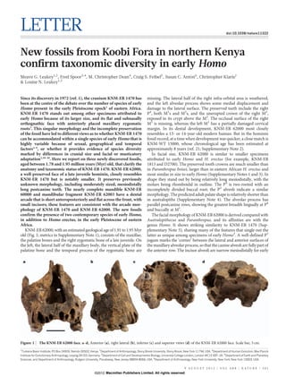LETTER                                                                                                                                                          doi:10.1038/nature11322




New fossils from Koobi Fora in northern Kenya
confirm taxonomic diversity in early Homo
Meave G. Leakey1,2, Fred Spoor3,4, M. Christopher Dean4, Craig S. Feibel5, Susan C. Anton6, Christopher Kiarie1
                                                                                       ´
& Louise N. Leakey1,2


Since its discovery in 1972 (ref. 1), the cranium KNM-ER 1470 has                                  missing. The lateral half of the right infra-orbital area is weathered,
been at the centre of the debate over the number of species of early                               and the left alveolar process shows some medial displacement and
Homo present in the early Pleistocene epoch2 of eastern Africa.                                    damage to the lateral surface. The preserved teeth include the right
KNM-ER 1470 stands out among other specimens attributed to                                         P4, both M1s and M2s, and the unerupted crown of the right M3,
early Homo because of its larger size, and its flat and subnasally                                 exposed in its crypt above the M2. The occlusal surface of the right
orthognathic face with anteriorly placed maxillary zygomatic                                       M1 is missing, whereas the left M1 has a partially damaged cervical
roots3. This singular morphology and the incomplete preservation                                   margin. In its dental development, KNM-ER 62000 most closely
of the fossil have led to different views as to whether KNM-ER 1470                                resembles a 13- or 14-year-old modern human. But in the hominin
can be accommodated within a single species of early Homo that is                                  fossil record, at a time when development was quicker, a close match is
highly variable because of sexual, geographical and temporal                                       KNM-WT 15000, whose chronological age has been estimated at
factors4–9, or whether it provides evidence of species diversity                                   approximately 8 years (ref. 21; Supplementary Note 2).
marked by differences in cranial size and facial or masticatory                                       In facial size, KNM-ER 62000 is similar to smaller specimens
adaptation3,10–20. Here we report on three newly discovered fossils,                               attributed to early Homo and H. erectus (for example, KNM-ER
aged between 1.78 and 1.95 million years (Myr) old, that clarify the                               1813 and D2700). The preserved tooth crowns are much smaller than
anatomy and taxonomic status of KNM-ER 1470. KNM-ER 62000,                                         in Paranthropus boisei, larger than in eastern African H. erectus and
a well-preserved face of a late juvenile hominin, closely resembles                                most similar in size to early Homo (Supplementary Notes 1 and 3). In
KNM-ER 1470 but is notably smaller. It preserves previously                                        shape they stand out by being relatively long mesiodistally, with the
unknown morphology, including moderately sized, mesiodistally                                      molars being rhomboidal in outline. The P4 is two-rooted with an
long postcanine teeth. The nearly complete mandible KNM-ER                                         incompletely divided buccal root; the P3 alveoli indicate a similar
60000 and mandibular fragment KNM-ER 62003 have a dental                                           morphology. The predicted adult palate shape is relatively shorter than
arcade that is short anteroposteriorly and flat across the front, with                             in australopiths (Supplementary Note 4). The alveolar process has
small incisors; these features are consistent with the arcade mor-                                 parallel postcanine rows, showing the greatest breadth lingually at P4
phology of KNM-ER 1470 and KNM-ER 62000. The new fossils                                           and buccally at M1.
confirm the presence of two contemporary species of early Homo,                                       The facial morphology of KNM-ER 62000 is derived compared with
in addition to Homo erectus, in the early Pleistocene of eastern                                   Australopithecus and Paranthropus, and its affinities are with the
Africa.                                                                                            genus Homo. It shows striking similarity to KNM-ER 1470 (Sup-
   KNM-ER 62000, with an estimated geological age of 1.91 to 1.95 Myr                              plementary Note 5), sharing many of the features that single out the
old (Fig. 1; metrics in Supplementary Note 1), consists of the maxillae,                           latter as unique among specimens of early Homo3. A well-defined P3
the palatine bones and the right zygomatic bone of a late juvenile. On                             jugum marks the ‘corner’ between the lateral and anterior surfaces of
the left, the lateral half of the maxillary body, the vertical plate of the                        the maxillary alveolar process, so that the canine alveoli are fully part of
palatine bone and the temporal process of the zygomatic bone are                                   the anterior row. The incisor alveoli are narrow mesiodistally for early

    a                                                 b                                 c                                                     d




Figure 1 | The KNM-ER 62000 face. a–d, Anterior (a), right lateral (b), inferior (c) and superior views (d) of the KNM-ER 62000 face. Scale bar, 3 cm.
1
 Turkana Basin Institute, PO Box 24926, Nairobi 00502, Kenya. 2Department of Anthropology, Stony Brook University, Stony Brook, New York 11794, USA. 3Department of Human Evolution, Max Planck
Institute for Evolutionary Anthropology, Leipzig 04103, Germany. 4Department of Cell and Developmental Biology, University College London, London WC1E 6BT, UK. 5Department of Earth and Planetary
Sciences, and Department of Anthropology, Rutgers University, Piscataway, New Jersey 08854-8066, USA. 6Department of Anthropology, New York University, New York, New York 10003, USA.


                                                                                                                                9 AU G U S T 2 0 1 2 | VO L 4 8 8 | N AT U R E | 2 0 1
                                                          ©2012 Macmillan Publishers Limited. All rights reserved
 