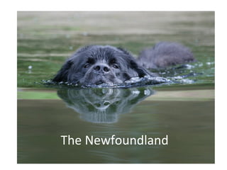 The Newfoundland 