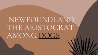 NEWFOUNDLAND
THE ARISTOCRAT
AMONG DOGS
 