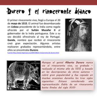El primer rinoceronte vivo, llegó a Europa el 20
de mayo de 1515. El animal fue desembarcado
en Lisboa procedente de la In...