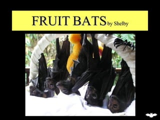 FRUIT BATS  by Shelby 