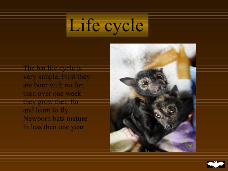 Fruit Bats By Shelby