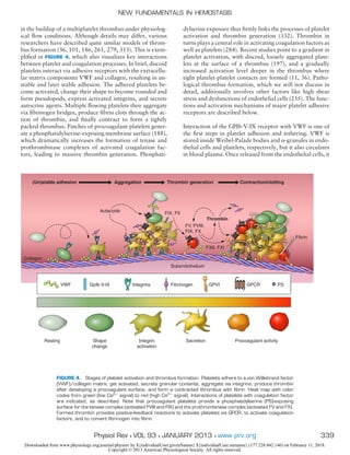 in the buildup of a multiplatelet thrombus under physiolog-
ical ﬂow conditions. Although details may differ, various
researchers have described quite similar models of throm-
bus formation (36, 101, 186, 261, 279, 313). This is exem-
pliﬁed in FIGURE 4, which also visualizes key interactions
between platelet and coagulation processes. In brief, discoid
platelets interact via adhesive receptors with the extracellu-
lar matrix components VWF and collagen, resulting in un-
stable and later stable adhesion. The adhered platelets be-
come activated, change their shape to become rounded and
form pseudopods, express activated integrins, and secrete
autocrine agents. Multiple ﬂowing platelets then aggregate
via ﬁbrinogen bridges, produce ﬁbrin clots through the ac-
tion of thrombin, and ﬁnally contract to form a tightly
packed thrombus. Patches of procoagulant platelets gener-
ate a phosphatidylserine-exposing membrane surface (188),
which dramatically increases the formation of tenase and
prothrombinase complexes of activated coagulation fac-
tors, leading to massive thrombin generation. Phosphati-
dylserine exposure thus ﬁrmly links the processes of platelet
activation and thrombin generation (332). Thrombin in
turns plays a central role in activating coagulation factors as
well as platelets (284). Recent studies point to a gradient in
platelet activation, with discoid, loosely aggregated plate-
lets at the surface of a thrombus (197), and a gradually
increased activation level deeper in the thrombus where
tight platelet-platelet contacts are formed (11, 36). Patho-
logical thrombus formation, which we will not discuss in
detail, additionally involves other factors like high shear
stress and dysfunctions of endothelial cells (255). The func-
tions and activation mechanisms of major platelet adhesive
receptors are described below.
Interaction of the GPIb-V-IX receptor with VWF is one of
the ﬁrst steps in platelet adhesion and tethering. VWF is
stored inside Weibel-Palade bodies and ␣-granules in endo-
thelial cells and platelets, respectively, but it also circulates
in blood plasma. Once released from the endothelial cells, it
VWF
Collagen
GpIb-V-IX Integrins Fibrinogen GPVI GPCR PS
Resting
(Un)stable adhesion Aggregation Thrombin generation Contraction/clotting
Autacoids FIX, FII
FV, FVIII,
FIX, FX
Thrombin
FXII, FXI
Subendothelium
Shape
change
Integrin
activation
Secretion Procoagulant activityInt
acti
ogeoge
tegrin
ivation
SecretionS ti Procoaggugula tivityant act
ddotodotddotodot
VFF
IXFF
ddotdodot
nnenen
mmmheliumtht e uheliummmmmmheliumhtthelium
I,IVIIFVV,
XFXX, FXX
mmmheliumtht mmmmhhehelium
GppIb-V-IX IntegrIntegr
X, FIIFIXFIXF
rins Fibrinorins Fibrino
Auuttacoooids
bendSubeSSSubendbendSubeSSSubenddbenddSubeS bS bS eeSSSSubend
PCR PS
hrohT
GPPVVI GGG
oommmbinnnbinnnnnnnhrohT oomm
XFX FFFXIII,XX FFXI
PCR PSG
Fibrin
FIGURE 4. Stages of platelet activation and thrombus formation. Platelets adhere to a von Willebrand factor
(VWF)/collagen matrix, get activated, secrete granular contents, aggregate via integrins, produce thrombin
after developing a procoagulant surface, and form a contracted thrombus with ﬁbrin. Heat map with color
codes from green (low Ca2ϩ
signal) to red (high Ca2ϩ
signal). Interactions of platelets with coagulation factor
are indicated, as described. Note that procoagulant platelets provide a phosphatidylserine (PS)-exposing
surface for the tenase complex (activated FVIII and FIX) and the prothrombinase complex (activated FV and FX).
Formed thrombin provides positive-feedback reactions to activate platelets via GPCR, to activate coagulation
factors, and to convert ﬁbrinogen into ﬁbrin.
NEW FUNDAMENTALS IN HEMOSTASIS
339Physiol Rev • VOL 93 • JANUARY 2013 • www.prv.org
Downloaded from www.physiology.org/journal/physrev by ${individualUser.givenNames} ${individualUser.surname} (177.228.042.146) on February 11, 2018.
Copyright © 2013 American Physiological Society. All rights reserved.
 