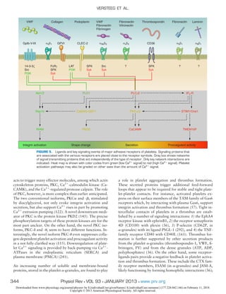 acts to trigger many effector molecules, among which actin
cytoskeleton proteins, PKC, Ca2ϩ
-calmodulin kinase (Ca-
CAMK), and the Ca2ϩ
-regulated protease calpain. The role
of PKC, however, is more complex than earlier anticipated.
The two conventional isoforms, PKC␣ and -␤, stimulated
by diacylglycerol, not only evoke integrin activation and
secretion, but also support Ca2ϩ
rises in part by promoting
Ca2ϩ
extrusion pumping (122). A novel downstream medi-
ator of PKC is the protein kinase PKD2 (145). The precise
phosphorylation targets of these protein kinases are for the
most part unclear. On the other hand, the novel PKC iso-
forms, PKC-␦ and -␪, seem to have different functions. In-
terestingly, the novel isoform PKC-␪ even suppresses colla-
gen-dependent platelet activation and procoagulant activity
in a not fully clariﬁed way (115). Downregulation of plate-
let Ca2ϩ
signaling is provided by back-pumping via Ca2ϩ
-
ATPases in the endoplasmic reticulum (SERCA) and
plasma membrane (PMCA) (241).
An increasing number of soluble and membrane-bound
proteins, stored in the platelet ␣-granules, are found to play
a role in platelet aggregation and thrombus formation.
These secreted proteins trigger additional feed-forward
loops that appear to be required for stable and tight plate-
let-platelet contacts. For instance, activated platelets ex-
press on their surface members of the TAM family of Gas6
receptors which, by interacting with plasma Gas6, support
integrin activation and thrombus formation (57). Tight in-
tercellular contacts of platelets in a thrombus are estab-
lished by a number of signaling interactions: 1) the EphA4
receptor kinase with ephrinB1, 2) the receptor semaphorin
4D (CD100) with plexin (36), 3) P-selectin (CD62P, in
␣-granules) with its ligand PSGL-1 (292), and 4) the TNF-
family receptor CD40 with CD40L (161). Thrombus for-
mation is further supported by other secretion products
from the platelet ␣-granules (thrombospondin-1, VWF, ﬁ-
brinogen, FV) and from the dense granules (ATP, ADP,
polyphosphates) (36). On the other hand, some receptor-
ligands pairs provide a negative feedback in platelet activa-
tion and thrombus formation. These include the CTX fam-
ily receptor members, ESAM (in ␣-granules) and JAM-A,
likely functioning by forming homophilic interactions (36);
VWF
GpIb-V-IX
Collagen
α2β1 αIIbβ3
Podoplanin VWF
Fibronectin
Fibrinogen
Fibronectin
Vitronectin
Fibronectin LamininThrombospondin
14-3-3ζ
Src
PI3K
FcRγ
SFK
Syk
Akt1/2
Rap1b
RIAM
PLD1
CalDAG-GEF1
PKD2
PLCγ2
PKCα/β
CaCAMK
IP3-R
STIM1/Orai1
TMEM16F
LAT
PI3K
SFK
Syk
SFK
Syk
Src
Syk
? ??
GPVI CLEC-2 CD36αvβ3 α5β1 α6β1
Shape changeIntegrin activation Secretion Procoagulant activity
FIGURE 5. Ligands and key signaling events of major adhesive receptors of platelets. Signaling proteins that
are associated with the various receptors are placed close to the receptor symbols. Gray box shows networks
of signal transmitting proteins that act independently of the type of receptor. Only key network interactions are
indicated. Heat map is shown with color codes from green (low Ca2ϩ
signal) to red (high Ca2ϩ
signal). Platelet
activation pathways may also be graded on other axes than the amount of Ca2ϩ
signal.
VERSTEEG ET AL.
344 Physiol Rev • VOL 93 • JANUARY 2013 • www.prv.org
Downloaded from www.physiology.org/journal/physrev by ${individualUser.givenNames} ${individualUser.surname} (177.228.042.146) on February 11, 2018.
Copyright © 2013 American Physiological Society. All rights reserved.
 