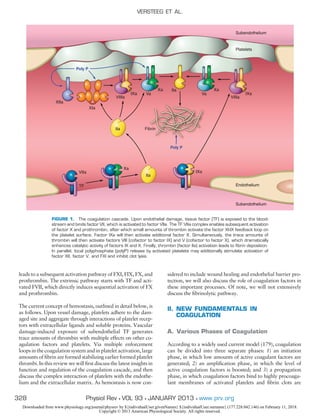 leads to a subsequent activation pathway of FXI, FIX, FX, and
prothrombin. The extrinsic pathway starts with TF and acti-
vated FVII, which directly induces sequential activation of FX
and prothrombin.
The current concept of hemostasis, outlined in detail below, is
as follows. Upon vessel damage, platelets adhere to the dam-
aged site and aggregate through interactions of platelet recep-
tors with extracellular ligands and soluble proteins. Vascular
damage-induced exposure of subendothelial TF generates
trace amounts of thrombin with multiple effects on other co-
agulation factors and platelets. Via multiple enforcement
loops in the coagulation system and in platelet activation, large
amounts of ﬁbrin are formed stabilizing earlier formed platelet
thrombi. In this review we will ﬁrst discuss the latest insights in
function and regulation of the coagulation cascade, and then
discuss the complex interaction of platelets with the endothe-
lium and the extracellular matrix. As hemostasis is now con-
sidered to include wound healing and endothelial barrier pro-
tection, we will also discuss the role of coagulation factors in
these important processes. Of note, we will not extensively
discuss the ﬁbrinolytic pathway.
II. NEW FUNDAMENTALS IN
COAGULATION
A. Various Phases of Coagulation
According to a widely used current model (179), coagulation
can be divided into three separate phases: 1) an initiation
phase, in which low amounts of active coagulant factors are
generated; 2) an ampliﬁcation phase, in which the level of
active coagulation factors is boosted; and 3) a propagation
phase, in which coagulation factors bind to highly procoagu-
lant membranes of activated platelets and ﬁbrin clots are
Subendothelium
Subendothelium
Endothelium
Platelets
VIIa
Xa
Xa
IXa
IXa
XIa
XIIa
VIIIa
Va
TF
Poly P
Poly P
XaX
VI
TF
I
F
a
y
XaIX
IIa
IIa
IIa
IXa
VIIIa
Fibrin
Xa
Va
brinninn
FIGURE 1. The coagulation cascade. Upon endothelial damage, tissue factor (TF) is exposed to the blood-
stream and binds factor VII, which is activated to factor VIIa. The TF:VIIa complex enables subsequent activation
of factor X and prothrombin, after which small amounts of thrombin activate the factor XI-IX feedback loop on
the platelet surface. Factor IXa will then activate additional factor X. Simultaneously, the trace amounts of
thrombin will then activate factors VIII (cofactor to factor IX) and V (cofactor to factor X), which dramatically
enhances catalytic activity of factors IX and X. Finally, thrombin (factor IIa) activation leads to ﬁbrin deposition.
In parallel, local polyphosphate (polyP) release by activated platelets may additionally stimulate activation of
factor XII, factor V, and FXI and inhibit clot lysis.
VERSTEEG ET AL.
328 Physiol Rev • VOL 93 • JANUARY 2013 • www.prv.org
Downloaded from www.physiology.org/journal/physrev by ${individualUser.givenNames} ${individualUser.surname} (177.228.042.146) on February 11, 2018.
Copyright © 2013 American Physiological Society. All rights reserved.
 