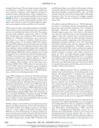 damaged blood vessel. The prevailing concept is that plate-
let stimulation via adhesive receptors and by soluble ago-
nists (autocrine substances and coagulation products) is
needed to build a stable thrombus, where coagulation fac-
tors can be activated and thrombin and ﬁbrin can be formed
(FIGURE 4). There is increasing knowledge on how several
“sticky” proteins, present in blood plasma and the (dam-
aged) vessel wall, act as cement for platelet adhesion, aggre-
gation, procoagulant activity, and ﬁbrin clot formation.
VWF consists of larger and smaller multimers of disulﬁde-
linked subunits, each comprising 2,050 amino acid residues
and up to 22 carbohydrate chains (180, 256). The molecu-
lar mass of the multimers ranges from ϳ500 to Ͼ10,000
kDa. At high shear rate, multimeric VWF unrolls from a
globular to a ﬁlamental conformation, up to several mi-
crons long (i.e., as large as a platelet), which becomes a
high-afﬁnity surface for the platelet GPIb-V-IX complex.
The large VWF multimers are hemostatically more active than
smaller molecules (9). The biochemical basis for this is that
large multimers contain multiple domains that support the
interactions between platelets, endothelial cells, and subendo-
thelial collagen. VWF binds to matrix collagens via its A1 and
A3 domains. The A1 domain also mediates binding to plate-
let GPIb␣, the interaction of which is required for the fast
capturing of platelets (128). Platelet adhesion to VWF is
greatly further supported by VWF immobilization to a sur-
face (collagen, other platelets) and by high shear stress.
Binding of GPIb-V-IX to VWF primes for secondary inter-
action of VWF with activated integrin ␣IIb␤3, resulting in
two-phased intracellular Ca2ϩ
rises (133). Qualitative or
quantitative deﬁciencies in VWF cause von Willebrand dis-
ease, a mild to severe bleeding disorder (162).
Large VWF multimers are cleaved by the plasma protease
ADAMTS-13, which is mainly produced by the liver (99).
This cleavage produces the smaller size VWF multimers that
are circulating in plasma. Although other proteases, such as
cathepsin G and plasmin, can also cleave VWF, their role in
vivo is limited, because they are rapidly neutralized (72). It
is suggested that the A1 domain of VWF inhibits the cleavage
by ADAMTS-13, but this inhibition is weakened upon A1
domain binding to platelet GPIb␣ (204). The consequence of
this is increased ADAMTS-13-mediated cleavage of VWF
multimers adhering to platelets. Decreased ADAMTS-13 ac-
tivity is linked to various microangiopathies with increased
platelet activity, as indicated below.
Fibrillar collagens type I and IV are among the most potent
platelet-activating constituents in the vessel wall. Many an-
imal studies indicate that collagen exposure to the blood-
stream is a major trigger for thrombus formation (202).
With the use of novel technology of collagen peptide syn-
thesis, it has become possible to identify separate motifs in
the (triple-helical) structure of ﬁbrillar collagens that recog-
nize GPVI, integrin ␣2␤1, and the VWF A3 domain, thus
establishing collagen as an efﬁcient multireceptor substrate
for platelet adhesion (90). Indeed, coimmobilization of col-
lagen-based peptides recognizing GPVI, ␣2␤1, and VWF
can fully mimic the role of intact collagen ﬁbers in thrombus
formation (235). For the presence of collagen receptors
other than GPVI and ␣2␤1 on platelets is only limited evi-
dence (203).
The adhesive molecule ﬁbronectin, an ϳ500 kDa glycopro-
tein dimer, is abundantly present in blood plasma, mega-
karyocytes, and ␣-granules of platelets (173). Similarly to
ﬁbrinogen, ﬁbronectin mediates platelet aggregation
through integrin ␣IIb␤3, but it also binds to the integrins
␣5␤1 and ␣v␤3. Data from men or mice lacking ﬁbronectin
suggest it has only a limited role in normal hemostasis.
However, ﬁbronectin levels do affect thrombus formation
and thrombus stability, suggesting a role of this protein in
pathological thrombus formation (173, 199). Vitronectin
also binds to platelet ␣IIb␤3 and ␣v␤3 integrins (293). This
multimer-forming glycoprotein, abundantly present in
plasma and the extracellular matrix, coordinates migration
and signaling of blood cells and vascular cells, but its role in
platelet activation is unclear (234). Other vitronectin li-
gands are PAI-1 and high-molecular-weight kininogen.
Markedly, vitronectin binding stabilizes PAI-1 as a ﬁbrino-
lytic inhibitor, which renders ﬁbrin clots less susceptible for
lysis (330). Of the speciﬁc platelet integrin ligands, in hu-
mans only severe ﬁbrinogen lowering is known to be linked
to impaired hemostasis and bleeding, particularly due to
inability of ﬁbrin clot formation.
Two other adhesive proteins with an established role in
platelet-vessel wall interaction are thrombospondin-1 and
laminin. Thrombospondin-1 is released from ␣-granules
and binds to CD36, resulting in platelet activation, al-
though it has also been proposed to bind to CD47 and GPIb
(137, 196). In addition to a role in hemostasis by control-
ling the multimer size of VWF, thrombospondin further-
more functions in other vascular processes (would healing,
angiogenesis) (34). Laminin is a large glycoprotein (920
kDa) of the extracellular matrix and the basement mem-
brane, synthesized by endothelial cells, which becomes ex-
posed after mild vascular injury (116). Laminin binding to
platelets via integrin ␣6␤1 does not seem to result in platelet
activation, but it can also serve as a ligand for GPVI (130).
Increased platelet stickiness has also been detected by the
formation of so-called coated platelets, e.g., by stimulation
with collagen/thrombin. This is a population of highly ac-
tivated procoagulant platelets, where the surface is covered
with ﬁbrin(ogen), thrombospondin-1, VWF, and FVa,
likely in a transglutaminase-dependent manner (63). In
thrombi, the coated platelets at least in part overlap with
phosphatidylserine-exposing platelets that are active in
thrombin generation (186). Given the multitude of adhesive
proteins interacting with platelets as discussed above, it is
VERSTEEG ET AL.
346 Physiol Rev • VOL 93 • JANUARY 2013 • www.prv.org
Downloaded from www.physiology.org/journal/physrev by ${individualUser.givenNames} ${individualUser.surname} (177.228.042.146) on February 11, 2018.
Copyright © 2013 American Physiological Society. All rights reserved.
 