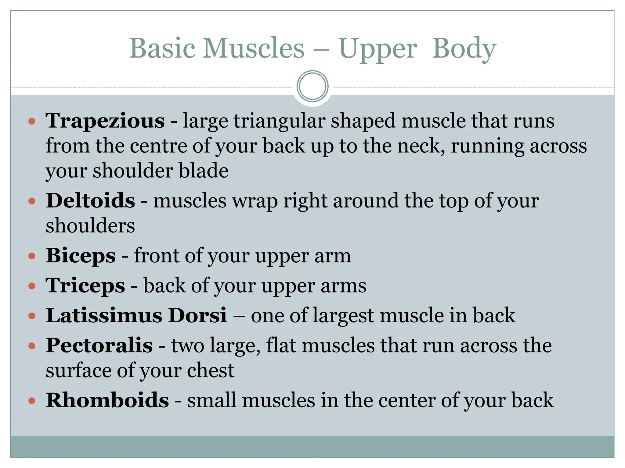 Basic Muscles – Upper Body
 Trapezious - large triangular shaped muscle that runs
from the centre of your back up to the neck, running across
your shoulder blade
 Deltoids - muscles wrap right around the top of your
shoulders
 Biceps - front of your upper arm
 Triceps - back of your upper arms
 Latissimus Dorsi – one of largest muscle in back
 Pectoralis - two large, flat muscles that run across the
surface of your chest
 Rhomboids - small muscles in the center of your back
 