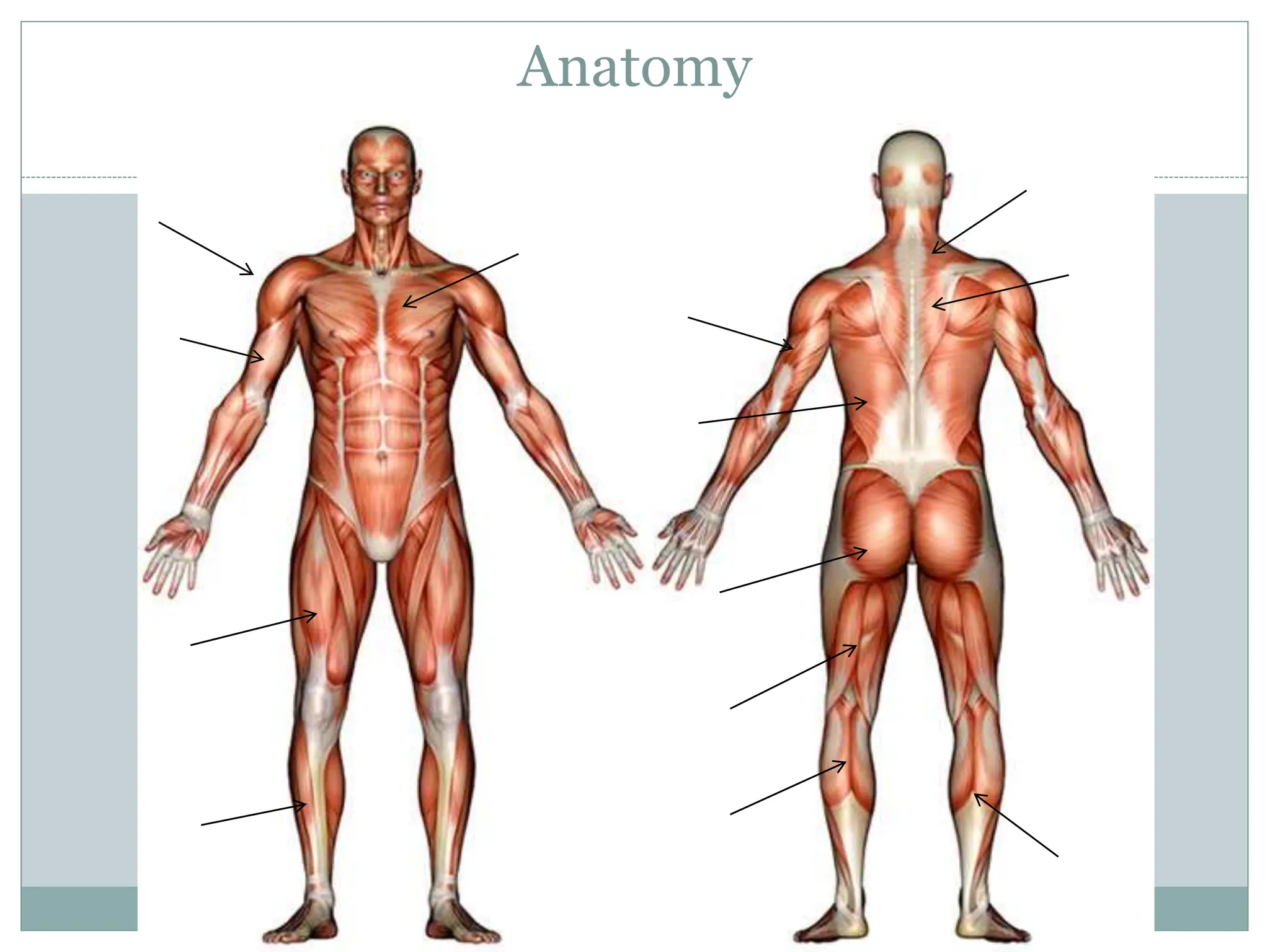 Anatomy
Triceps
 