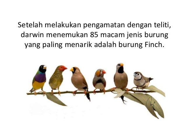 Biologi Teori Evolusi Darwin