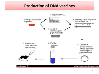 18
Production of DNA vaccines
 