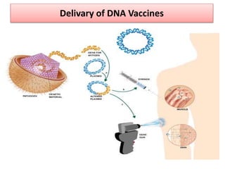 Delivary of DNA Vaccines
 
