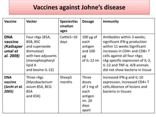 Vaccines against Johne’s disease
Vaccine Vector SpeciesVac
cination
ages
Dosage Immunity
DNA
vaccine
(Kathaper
umal et
al. 2008)
Four rAgs (85A,
85B, 85C
and superoxide
dismutase)
with two adjuvants
(monophosphoryl
lipid A
and bovine IL-12)
Cattle5–10
days
100 μg of
each
antigen
and 100
μg
of IL-12 im
Antibodies within 3 weeks;
significant IFN-g production
within 11 weeks Significant
increases in CD4+ and CD8+ T
cells against all four rAgs;
rAg-specific expression of IL-2,
IL-12 and TNF-α. 4/8 animals
did not show bacteria in tissue
DNA
vaccine
(Sechi et al.
2005)
Three rAgs
(Mycobacterium
avium 85A, BCG
85A
and 65K)
Sheep5
months
Three
doses
of 1 mg of
each
antigen
im. 20
days
apart
Increased IFN-g and IL-10
expression, increased CD4+ T
cells,Absence of lesions and
bacteria in tissues
 