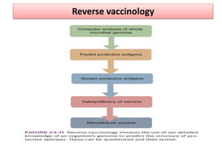 Reverse vaccinology
 