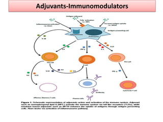 Adjuvants-Immunomodulators
 