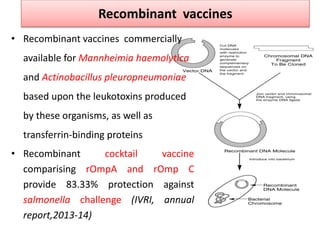 Recombinant vaccines
• Recombinant vaccines commercially
available for Mannheimia haemolytica
and Actinobacillus pleuropneumoniae
based upon the leukotoxins produced
by these organisms, as well as
transferrin-binding proteins
• Recombinant cocktail vaccine
comparising rOmpA and rOmp C
provide 83.33% protection against
salmonella challenge (IVRI, annual
report,2013-14)
 