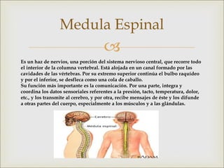 
Medula Espinal
Es un haz de nervios, una porción del sistema nervioso central, que recorre todo
el interior de la columna vertebral. Está alojada en un canal formado por las
cavidades de las vértebras. Por su extremo superior continúa el bulbo raquídeo
y por el inferior, se desfleca como una cola de caballo.
Su función más importante es la comunicación. Por una parte, integra y
coordina los datos sensoriales referentes a la presión, tacto, temperatura, dolor,
etc., y los transmite al cerebro, y por otra, recibe mensajes de éste y los difunde
a otras partes del cuerpo, especialmente a los músculos y a las glándulas.
 
