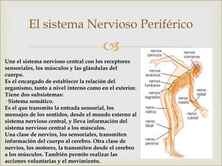 
El sistema Nervioso Periférico
Une el sistema nervioso central con los receptores
sensoriales, los músculos y las glándulas del
cuerpo.
Es el encargado de establecer la relación del
organismo, tanto a nivel interno como en el exterior.
Tiene dos subsistemas:
· Sistema somático.
Es el que transmite la entrada sensorial, los
mensajes de los sentidos, desde el mundo externo al
sistema nervioso central, y lleva información del
sistema nervioso central a los músculos.
Una clase de nervios, los sensoriales, transmiten
información del cuerpo al cerebro. Otra clase de
nervios, los motores, la transmiten desde el cerebro
a los músculos. También permite realizar las
acciones voluntarias y el movimiento.
 
