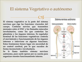 
El sistema Vegetativo o autónomo
El sistema vegetativo es la parte del sistema
nervioso que rige las funciones viscerales del
cuerpo. Contiene nervios que transmiten
mensajes entre el SNC y los llamados músculos
involuntarios, como los que controlan las
glándulas y los órganos internos. Es regulador
terminal de las funciones vegetativas: controla
el movimiento y funcionamiento de los órganos
internos e interviene en algunas funciones.
Estos fenómenos tienen lugar sin necesidad de
un control cerebral, por lo que suceden de
forma inconsciente e involuntaria.
Se le llama también sistema nervioso
autónomo, pues suele operar por su cuenta para
organizar nuestro funcionamiento interno.
 