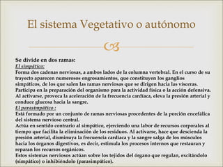 
El sistema Vegetativo o autónomo
Se divide en dos ramas:
El simpático:
Forma dos cadenas nerviosas, a ambos lados de la columna vertebral. En el curso de su
trayecto aparecen numerosos engrosamientos, que constituyen los ganglios
simpáticos, de los que salen las ramas nerviosas que se dirigen hacia las vísceras.
Participa en la preparación del organismo para la actividad física o la acción defensiva.
Al activarse, provoca la aceleración de la frecuencia cardíaca, eleva la presión arterial y
conduce glucosa hacia la sangre.
El parasimpático :
Está formado por un conjunto de ramas nerviosas procedentes de la porción encefálica
del sistema nervioso central.
Actúa en sentido contrario al simpático, ejerciendo una labor de recursos corporales al
tiempo que facilita la eliminación de los residuos. Al activarse, hace que descienda la
presión arterial, disminuya la frecuencia cardíaca y la sangre salga de los músculos
hacia los órganos digestivos, es decir, estimula los procesos internos que restauran y
reparan los recursos orgánicos.
Estos sistemas nerviosos actúan sobre los tejidos del órgano que regulan, excitándolo
(simpático) o inhibiéndolo (parasimpático).
 