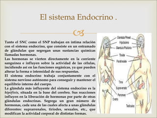 
El sistema Endocrino .
Tanto el SNC como el SNP trabajan en íntima relación
con el sistema endocrino, que consiste en un entramado
de glándulas que segregan unas sustancias químicas
llamadas hormonas.
Las hormonas se vierten directamente en la corriente
sanguínea e influyen sobre la actividad de las células,
incidiendo así en las funciones orgánicas, ya que pueden
alterar la forma o intensidad de sus respuestas.
El sistema endocrino trabaja conjuntamente con el
sistema nervioso autónomo para conseguir y mantener el
equilibrio interno del cuerpo.
La glándula más influyente del sistema endocrino es la
hipófisis, situada en la base del cerebro. Sus reacciones
influyen en la liberación de hormonas por parte de otras
glándulas endocrinas. Segrega un gran número de
hormonas, cada una de las cuales afecta a unas glándulas
diferentes: suprarrenales, tiriodes, sexuales, etc., que
modifican la actividad corporal de distintas formas.
 