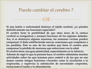 
Puede cambiar el cerebro ?
Si una lesión o enfermedad destruye el tejido cerebral, ¿se pierden
definitivamente sus funciones espaciales?
El cerebro tiene la posibilidad de que otras áreas de la corteza
cerebral se reorganicen y asuman funciones de las regiones dañadas.
Así, si se destruyen algunas neuronas, las neuronas vecinas pueden
compensar el daño estableciendo nuevas conexiones que remplacen a
las perdidas. Éste es uno de los medios que tiene el cerebro para
compensar la pérdida de neuronas que sobreviene con la edad.
El cerebro tiene una gran plasticidad, especialmente en la infancia.
Además de regir lo que la persona hace, el cerebro administra muchas
actividades sobre las que tenemos poco control o de las que no nos
damos cuenta: integra funciones viscerales como la circulación o la
respiración, y supervisa la satisfacción de necesidades corporales,
incluyendo el sueño y la alimentación.
 